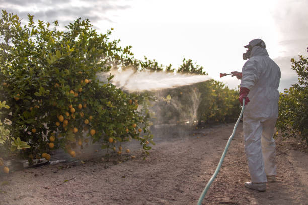 Best Flea Control Services  in Plattsmouth, NE