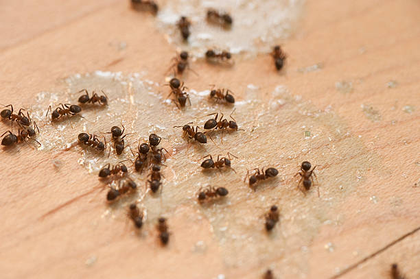 Best Mosquito Control Services  in Plattsmouth, NE